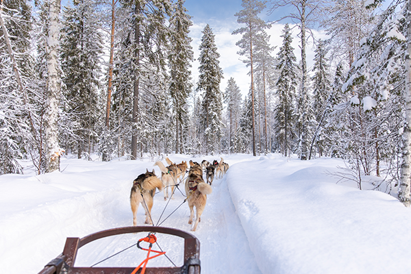 Husky sledding in Finland