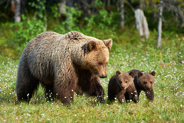 Brown bears and cubs in Ouklana National Park