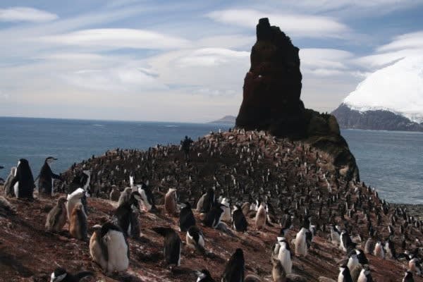 http://www.penguinwatch.org/