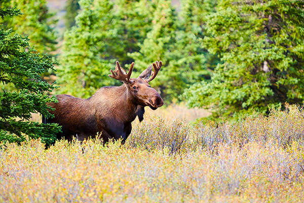 600x400-Moose-alaska