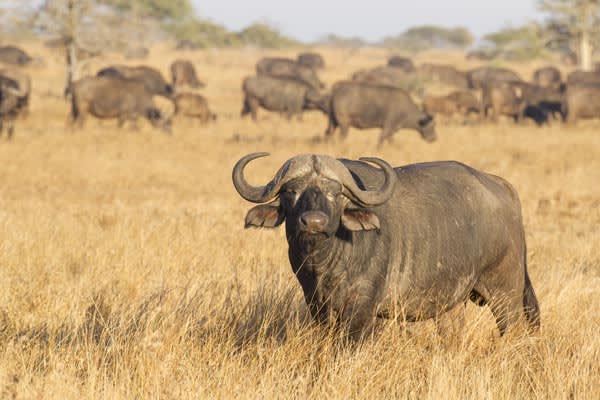 Cape-Buffalo-African-Buffalo-South-Africa