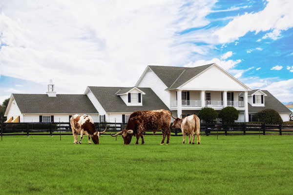 Ymt-Vacations-Southfork-Ranch-with-Longhorns