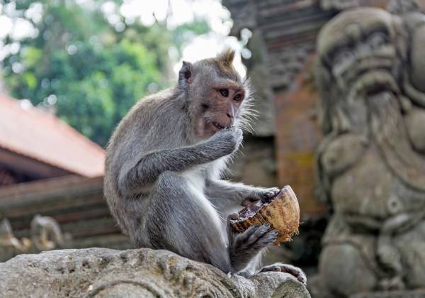 Sacred Monkey Forest