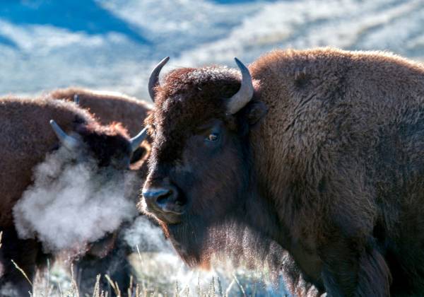 a close up of bison standing on top of a grass covered field
