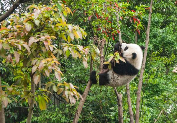 a panda sits on the branch of a tree