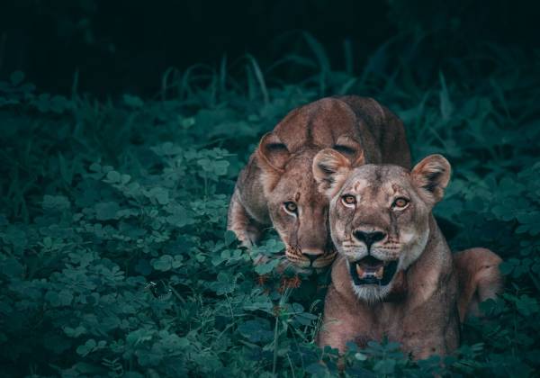 Lions Chobe NP geran de klerk
