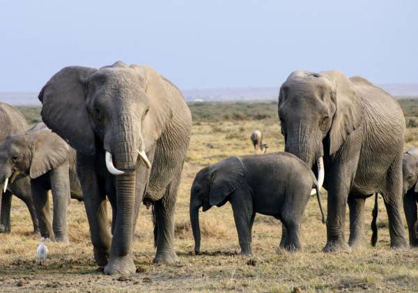 a herd of elephants walking across a dry grass field