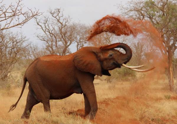 a large brown elephant standing in the grass