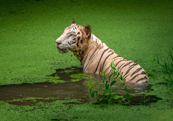 White Tiger