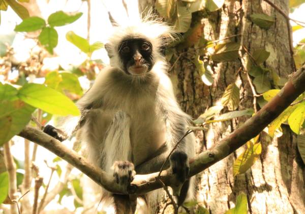 a monkey sitting on a branch