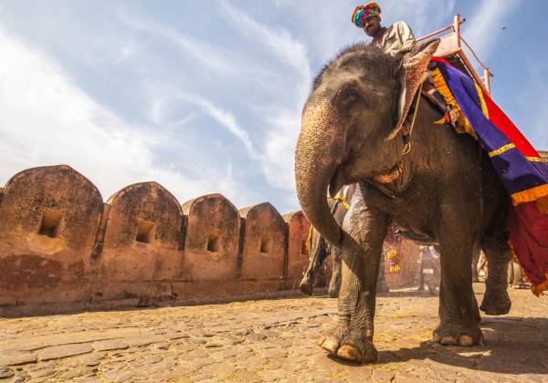 An Elephant at the Amber Palace, Jaipur