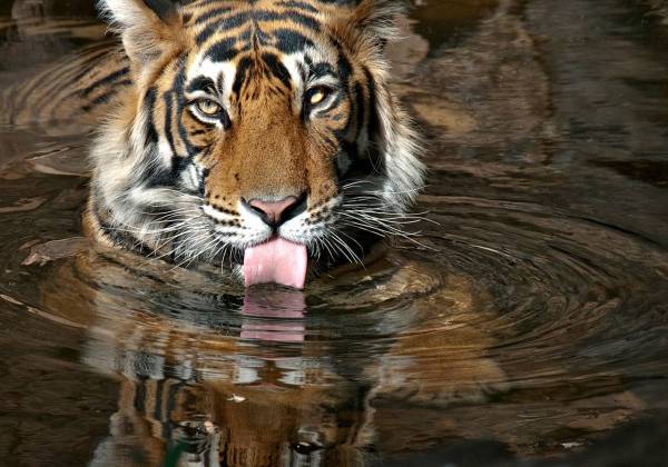 a tiger swimming under water