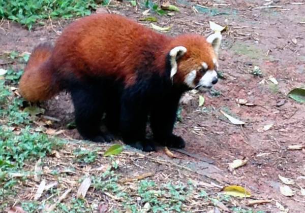 a panda bear walking across a dirt road