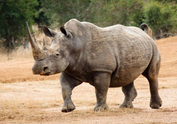 a rhinoceros standing in a dirt field