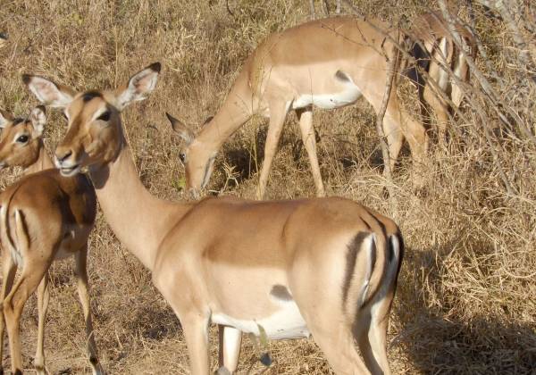 a herd of animals standing on top of a dry grass field