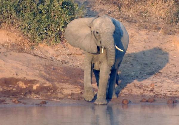 Elephant in Kruger National Park