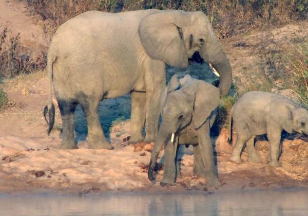 a baby elephant walking in the water