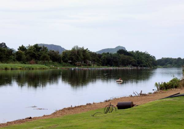 a herd of cattle walking across a river next to a body of water