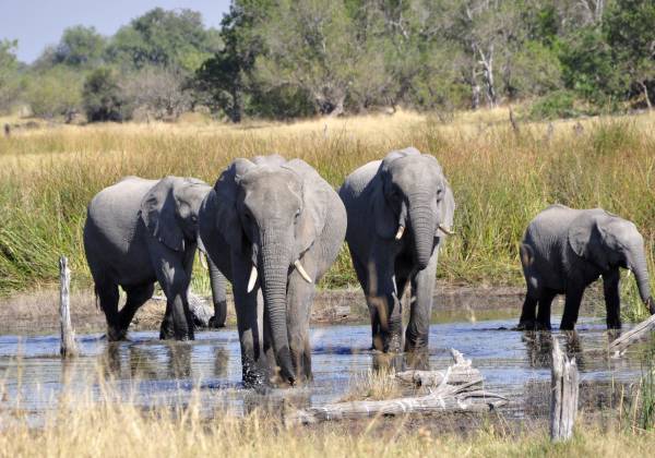 Elephants in Chobe