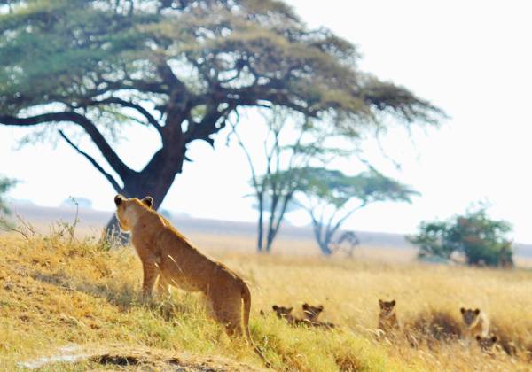 a herd of giraffe standing on top of a dry grass field