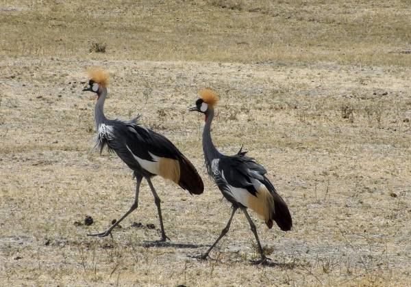 a bird standing on a dry grass field