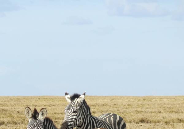 Zebra