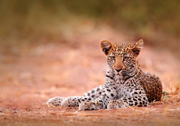 Leopard in Hwange National Park