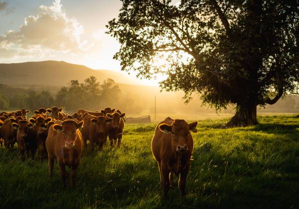 Cattle at Ranch