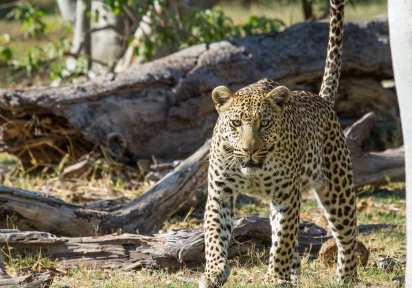 Leopard