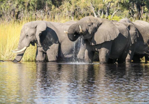 a baby elephant standing next to a body of water