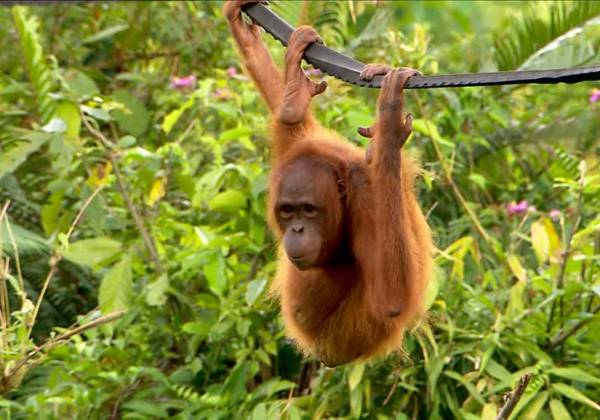 Orang-utan