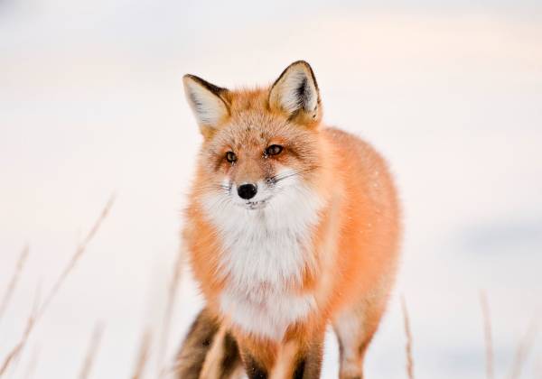 Red Fox, Arctic Fox, Churchill, Manitoba