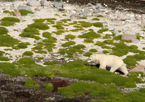 Polar Bear Viewing Churchill