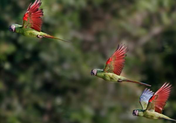 a colorful bird perched on a tree branch
