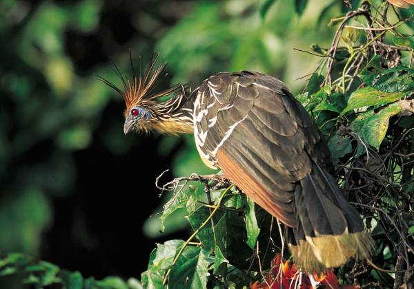 a bird sitting on a branch