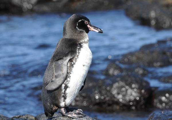 a penguin standing on a rock next to a body of water