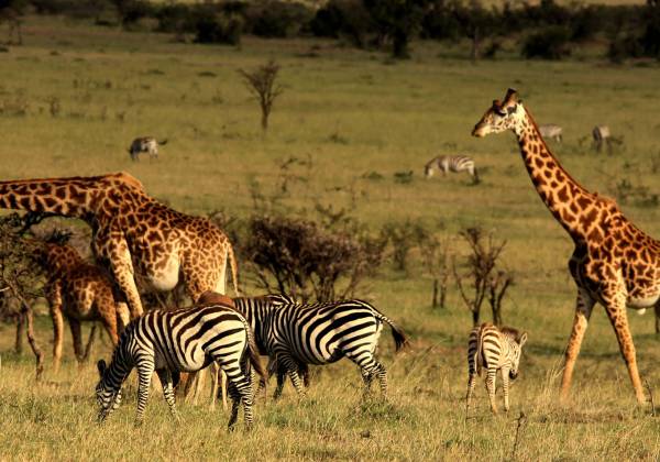 a herd of zebra standing on top of a dry grass field