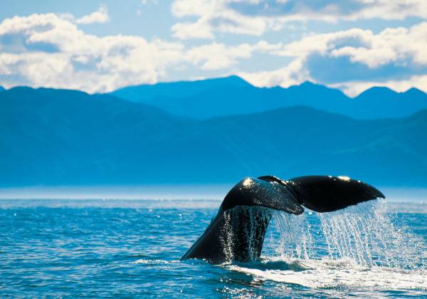 Whale Watch, Kaikoura