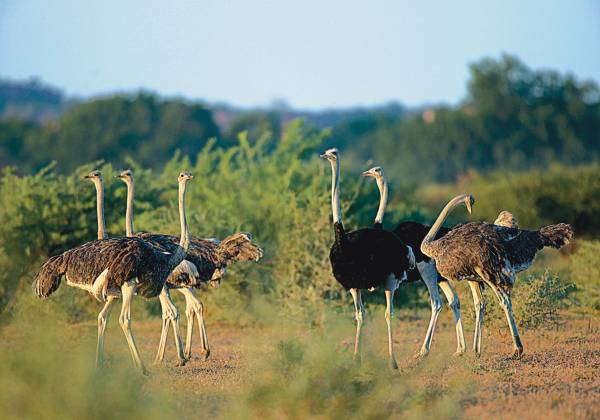 Oudtshoorn Ostriches