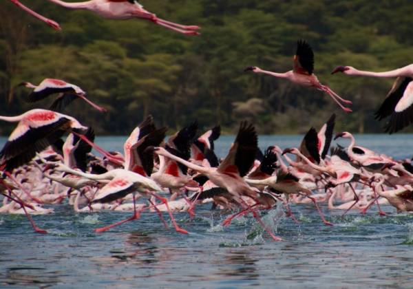 Highlights Of Kenya