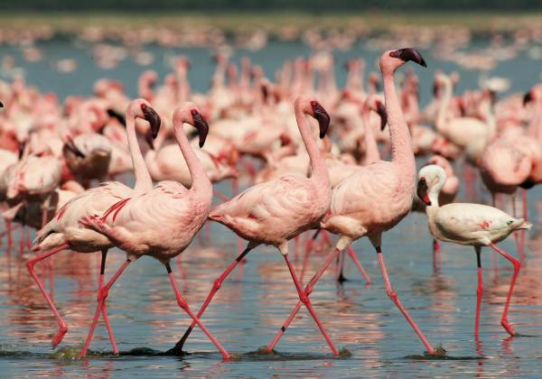 Flamingoes on Lake Nakuru Kenya