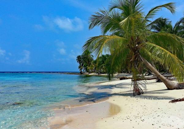 a beach with palm trees and a body of water