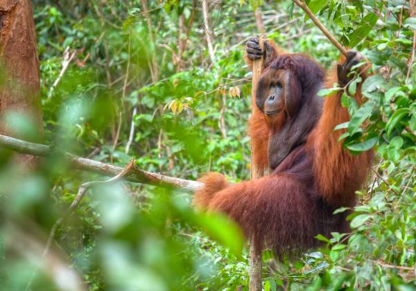 a brown bear standing next to a forest