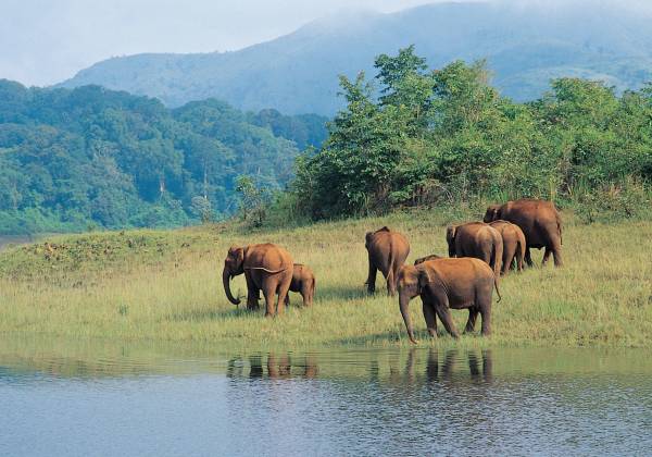 a herd of elephants standing next to a body of water