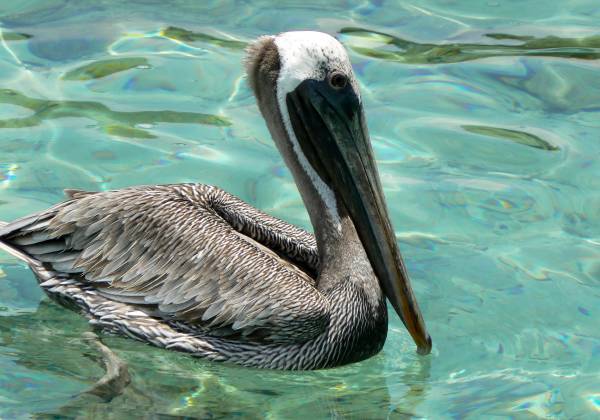 a bird swimming in water