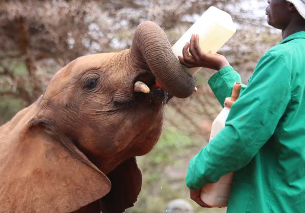 Kenya: Walking Safari and Beach