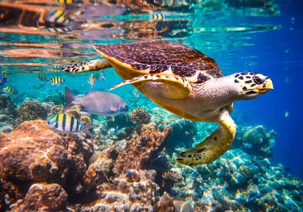 Sri Lanka and the Maldives: Culture and Relaxation