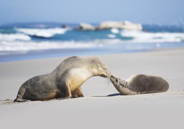 Australian Wildlife Panorama