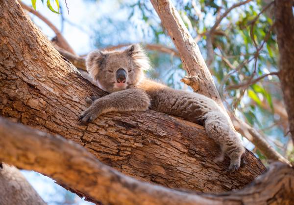 Australian Wildlife Panorama