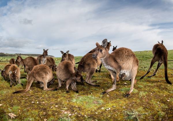 Australian Wildlife Panorama